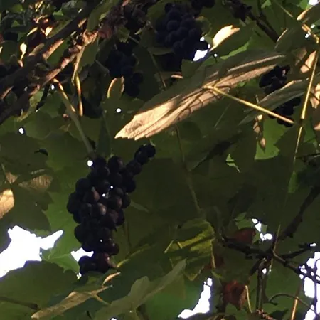 La Ferme Des Vignes Hotot-en-Auge