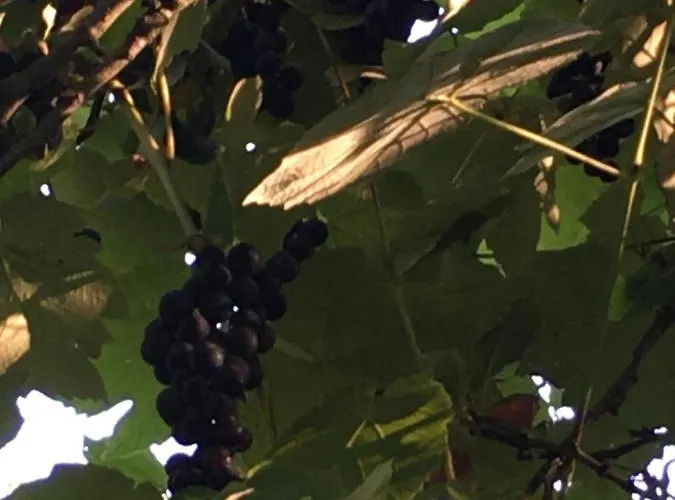 La Ferme Des Vignes Hotot-en-Auge